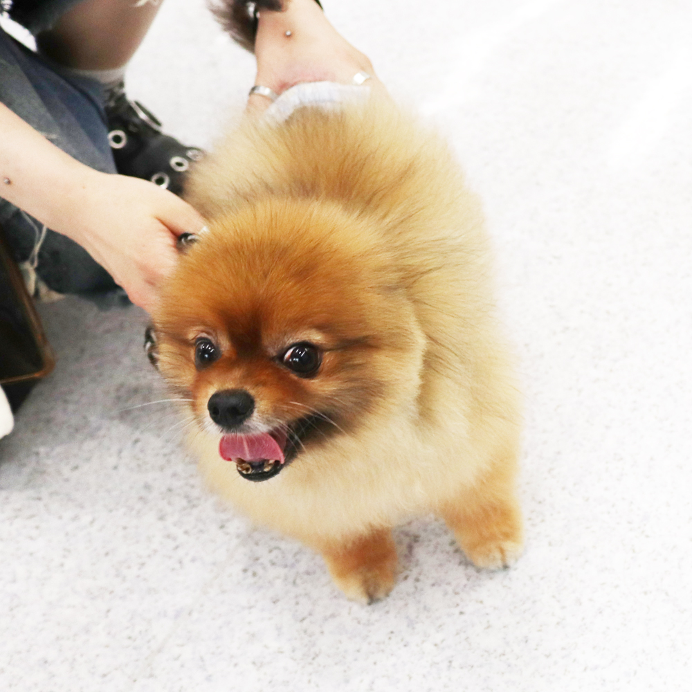 卒業犬のローラちゃんとごろうまるくん☆